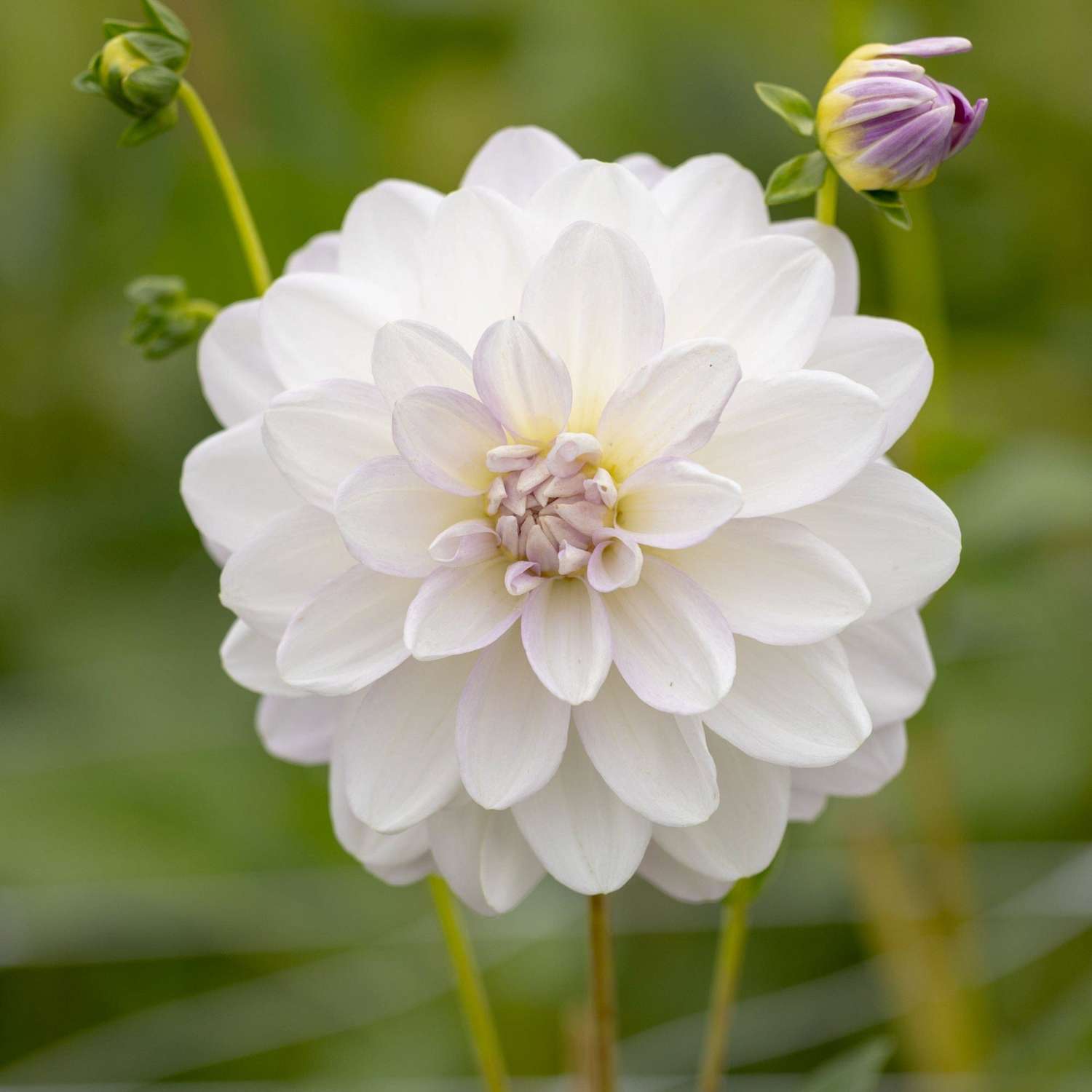 Daalia 'Porcelain'